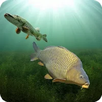 3DCARP
                  
  