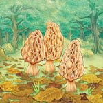 Morels
                  
  
