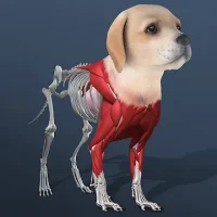 Idle Pet - Create cell by cell
                  
  