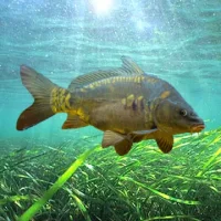 3DCARP2
                  
  