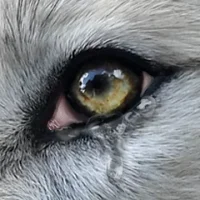 Wolf Online 2
                  
  